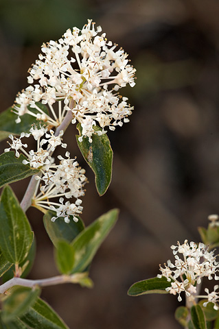 Fendler's Ceanothus (Ceanothus fendleri). Zion National Park - July 3, 2010.