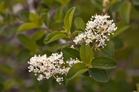 Fendler's Ceanothus (Ceanothus fendleri). Zion National Park - June 11, 2010.