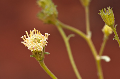 Douglas' Dustymaiden (Chaenactis douglasii). Zion National Park - May 28, 2010.