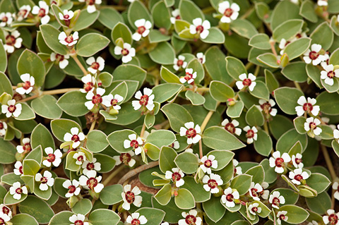 Whitemargin Sandmat (Chamaesyce albomarginata). Zion National Park - May 2, 2009.