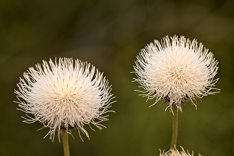 New Mexico Thistle (Cirsium neomexicanum). Zion National Park - May 29, 2010.