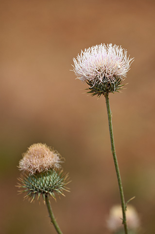 New Mexico Thistle (Cirsium neomexicanum). Zion National Park - May 23, 2009.
