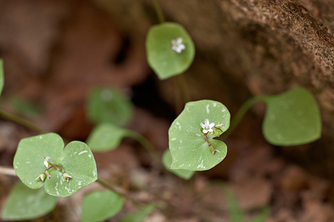 Miner's Lettuce (Claytonia perfoliata). Zion National Park - May 4, 2009.