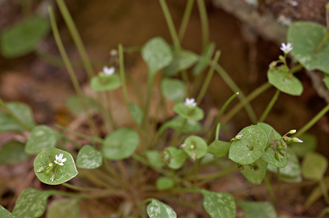 Miner's Lettuce (Claytonia perfoliata). Zion National Park - May 4, 2009.