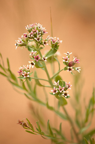 Pale Bastard Toadflax (Comandra umbellata). Zion National Park - May 24, 2009.
