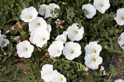 Field Bindweed (Convolvulus arvensis). Zion National Park - July 4, 2010.