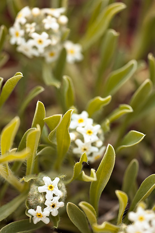 James' Cryptantha (Cryptantha cinerea). Zion National Park - April 27, 2008.