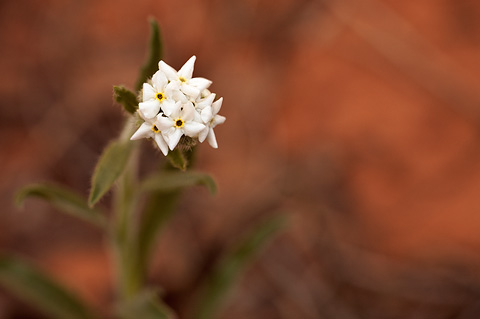 James' Cryptantha (Cryptantha cinerea). Zion National Park - May 16, 2010.