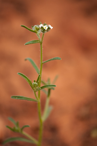 Narrowstem Cryptantha (Cryptantha gracilis). Zion National Park - April 3, 2010.