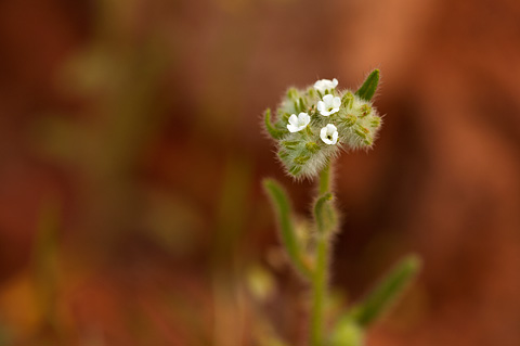 Narrowstem Cryptantha (Cryptantha gracilis). Zion National Park - April 17, 2010.