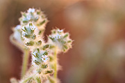 Narrowstem Cryptantha (Cryptantha gracilis) - Zion National Park