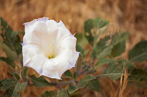 Sacred Datura (Datura wrightii). Zion National Park - June 6, 2009.
