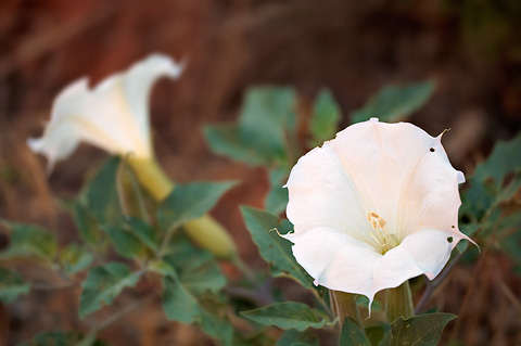 Sacred Datura (Datura wrightii). Zion National Park - June 6, 2009.