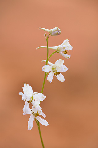 Tall Mountain Larkspur (Delphinium scaposum). Zion National Park - May 24, 2009.