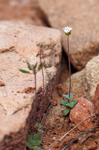 Wedgeleaf Draba (Draba cuneifolia). Zion National Park - April 2, 2010.