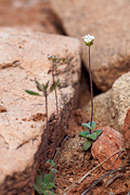 Wedgeleaf Draba (Draba cuneifolia) - Zion National Park