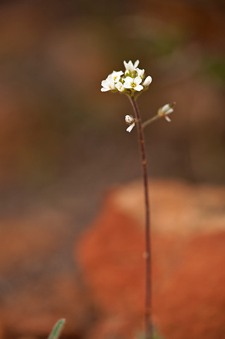 Wedgeleaf Draba (Draba cuneifolia). Zion National Park - April 2, 2010.