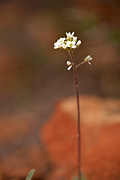 Wedgeleaf Draba (Draba cuneifolia) - Zion National Park