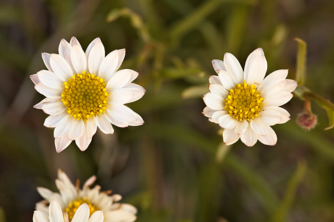 Canaan Daisy (Erigeron canaani). Zion National Park - May 15, 2010.