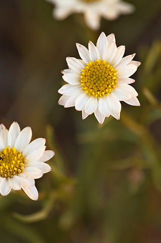 Canaan Daisy (Erigeron canaani). Zion National Park - May 15, 2010.