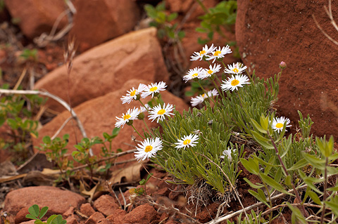 Navajo Daisy (Erigeron concinnus). Zion National Park - June 13, 2010.