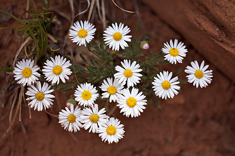 Navajo Daisy (Erigeron concinnus). Zion National Park - May 25, 2009.