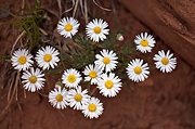 Navajo Daisy (Erigeron concinnus) - Zion National Park