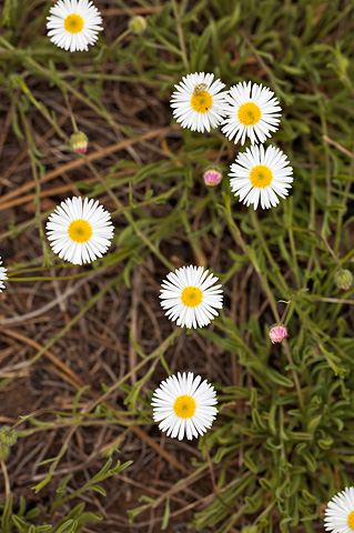 Trailing Daisy (Erigeron flagellaris). Zion National Park - June 11, 2010.