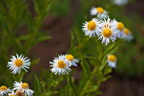 Aspen Daisy (Erigeron speciosus). Zion National Park - July 24, 2010.
