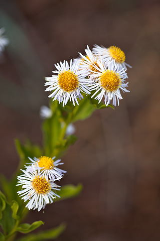 Aspen Daisy (Erigeron speciosus). Zion National Park - July 24, 2010.