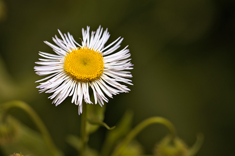 Aspen Daisy (Erigeron speciosus). Zion National Park - July 24, 2010.