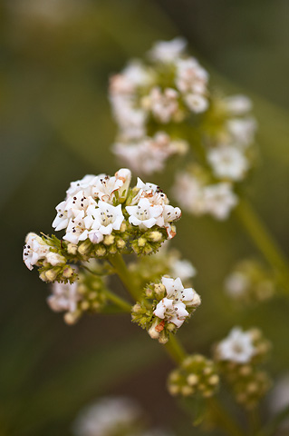 Narrowleaf Yerba Santa (Eriodictyon angustifolium). Zion National Park - May 25, 2009.