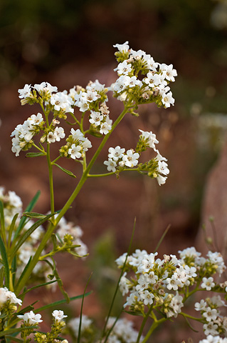 Narrowleaf Yerba Santa (Eriodictyon angustifolium). Zion National Park - June 11, 2010.