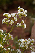 Narrowleaf Yerba Santa (Eriodictyon angustifolium) - Zion National Park