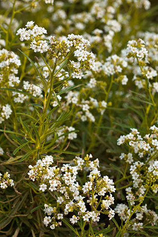 Narrowleaf Yerba Santa (Eriodictyon angustifolium). Zion National Park - June 11, 2010.