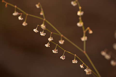 Nodding Buckwheat (Eriogonum cernuum). Zion National Park - September 19, 2010.