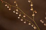 Nodding Buckwheat (Eriogonum cernuum) - Zion National Park