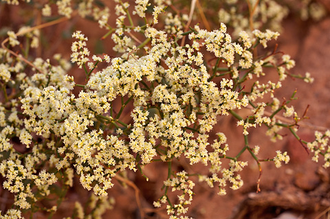 Crispleaf Buckwheat (Eriogonum corymbosum). Zion National Park - September 18, 2010.