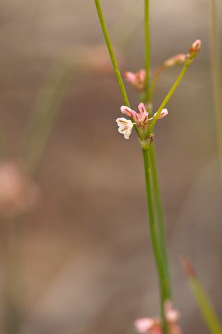 Davidson's Buckwheat (Eriogonum davidsonii). Zion National Park - May 1, 2010.