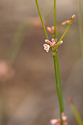 Davidson's Buckwheat (Eriogonum davidsonii) - Zion National Park