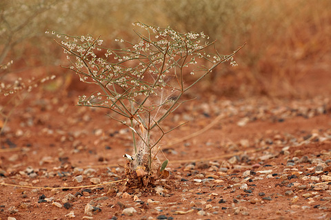 Flatcrown Buckwheat (Eriogonum deflexum). Zion National Park - September 19, 2010.