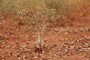 Flatcrown Buckwheat (Eriogonum deflexum) - Zion National Park