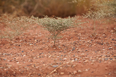 Flatcrown Buckwheat (Eriogonum deflexum). Zion National Park - September 19, 2010.