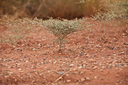 Flatcrown Buckwheat (Eriogonum deflexum) - Zion National Park