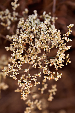 Simpson's Buckwheat (Eriogonum microthecum). Zion National Park - September 4, 2010.