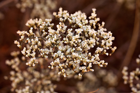 Simpson's Buckwheat (Eriogonum microthecum). Zion National Park - September 4, 2010.