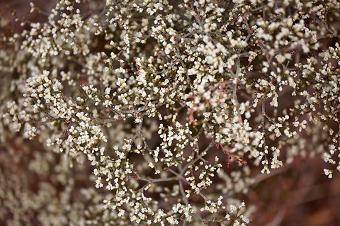 Simpson's Buckwheat (Eriogonum microthecum). Zion National Park - September 18, 2010.