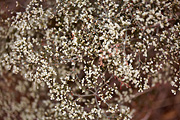 Simpson's Buckwheat (Eriogonum microthecum) - Zion National Park