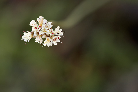 Panguitch Buckwheat (Eriogonum panguicense). Zion National Park - July 3, 2010.