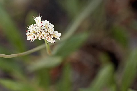 Panguitch Buckwheat (Eriogonum panguicense). Zion National Park - July 3, 2010.